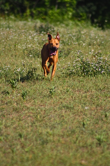 Description of the image